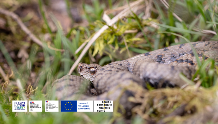 Conférence : Les serpents, des animaux mal-aimés. Déconstruisons ensemble les idées reçues et croyances communes.